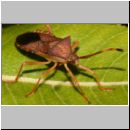 Gonocerus acuteangulatus - Randwanze 10mm 01b.jpg